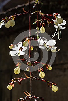White Nodding Clerodendron