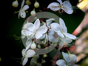 White Nodding-Clerodendron Flowers Suspending