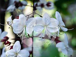 White Nodding-Clerodendron Flowers Suspending