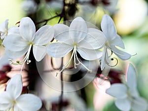 White Nodding-Clerodendron Flowers Suspending