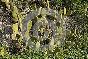 A white nopal cactus, Opuntia leucotricha
