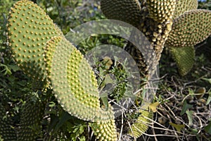 A white nopal cactus, Opuntia leucotricha