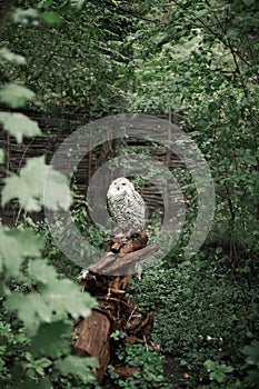 White northern owl sits on a driftwood. Nature