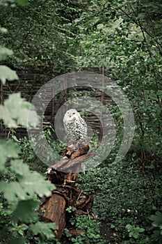 White northern owl sits on a driftwood. Nature