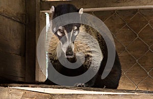 White-nose Coati or Mexican Raccoon at a rescue centre photo