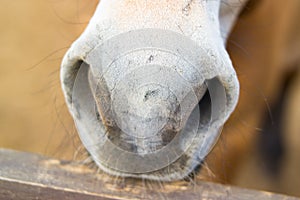 White nose, nostrils of a brown horse. Close-up