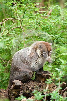 White-nosed Coati photo