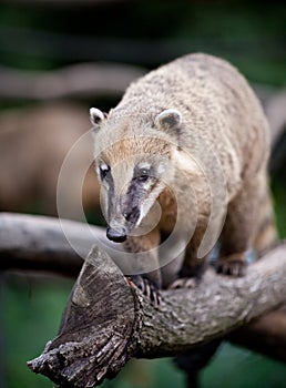 White-nosed Coati