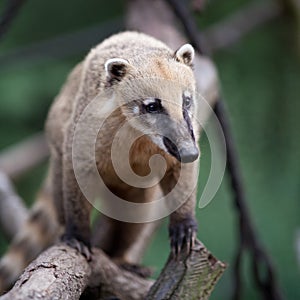 White-nosed Coati