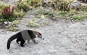 White-Nosed Coati