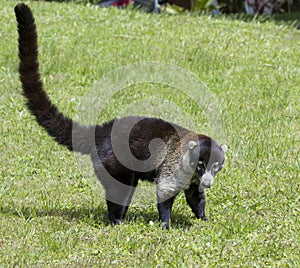 White-nosed coati