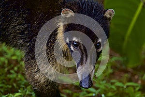 White-nosed Coati  840194