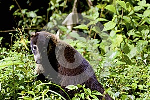 White-nosed Coati  840382