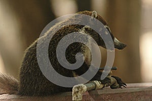 White-nosed coati