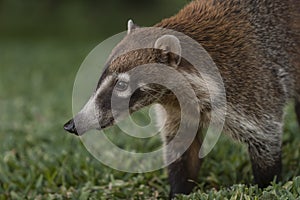 White-nosed Coati Close-up