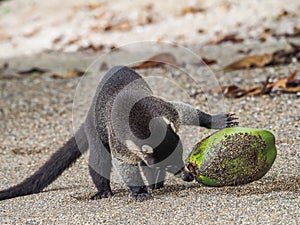 White-nosed coati drinking from a coconut Drake Bay Views around Costa Rica