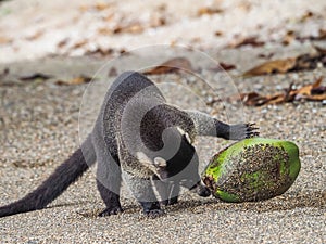 White-nosed coati drinking from a coconut Drake Bay Views around Costa Rica photo