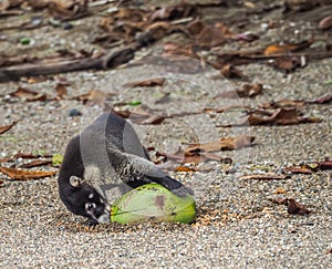 White-nosed coati drinking from a coconut Drake Bay Views around Costa Rica photo