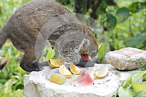 White-nosed coati eating food in jungle