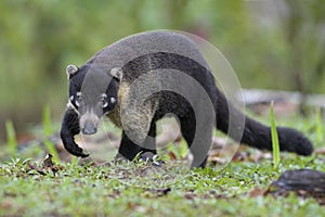 White-nosed Coati - Nasua narica