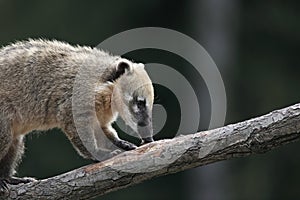 White-nosed Coati (Nasua narica)