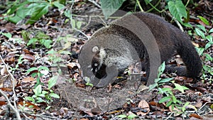 The White Nosed Coati (Nasua Narica)
