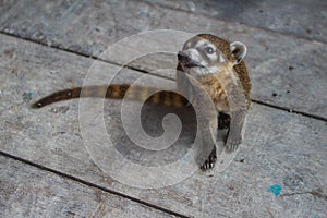 Wildlife: An orphaned and captured Coati is kept as a pet in a Village in Guatemala photo