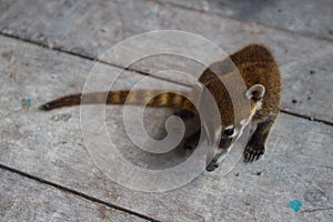 Wildlife: An orphaned and captured Coati is kept as a pet in a Village in Guatemala photo