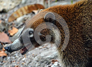 The white-nosed coati Nasua narica photo