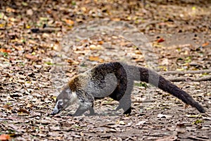 White nosed coati, Nasua narica, on a forest floor photo