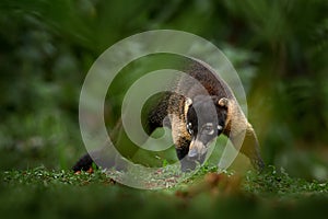 White-nosed Coati, Nasua narica, green grass habitat National Park Manuel Antonio, Costa Rica. Animal in the forest. Mammal in the