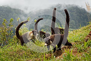 White-nosed Coati - Nasua narica, known as the coatimundi, family Procyonidae raccoons and relatives. Spanish names for the photo