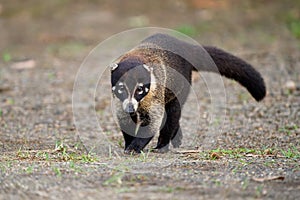 White-nosed Coati - Nasua narica, known as the coatimundi, family Procyonidae raccoons and relatives. Spanish names for the photo