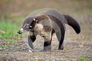 White-nosed Coati - Nasua narica, known as the coatimundi, family Procyonidae raccoons and relatives. Spanish names for the photo