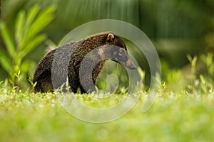 White-nosed Coati - Nasua narica, known as the coatimundi, member of the family Procyonidae raccoons and their relatives