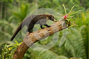 White-nosed Coati - Nasua narica, known as the coatimundi, member of the family Procyonidae raccoons and their relatives