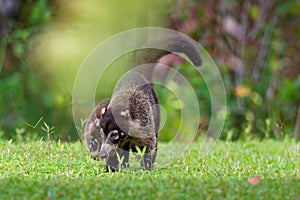 White-nosed Coati - Nasua narica, known as the coatimundi, member of the family Procyonidae raccoons and their relatives