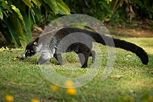 White-nosed Coati - Nasua narica, known as the coatimundi, member of the family Procyonidae raccoons and their relatives. Local