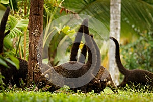 White-nosed Coati - Nasua narica, known as the coatimundi, member of the family Procyonidae raccoons and their relatives. Local