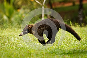 White-nosed Coati - Nasua narica, known as the coatimundi, member of the family Procyonidae raccoons and their relatives. Local photo