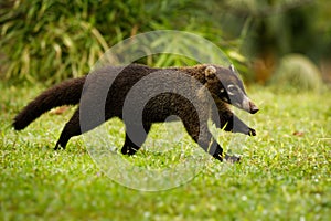 White-nosed Coati - Nasua narica, known as the coatimundi, member of the family Procyonidae raccoons and their relatives. Local photo