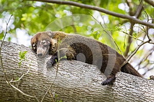 White-nosed coati - Nasua narica, Palo Verde