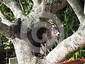 white-nosed coati, Nasua narica, sits in the branches of a tall tree and observes the surroundings. Costa Rica