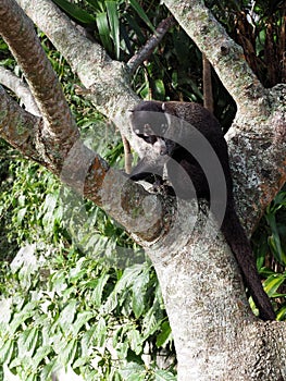 white-nosed coati, Nasua narica, sits in the branches of a tall tree and observes the surroundings. Costa Rica