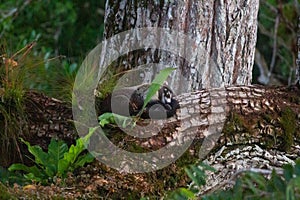 Wildlife: White-nosed coati are omnivorous and climbs trees to sleep on branches photo