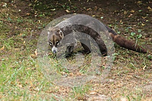 White-nosed coati