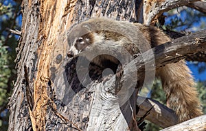 White Nosed Coatimundi in the Chiricahua Mountains Ariozna