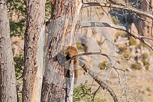 White-nosed Coatimundi in the Chiricahua Mountains Arizona