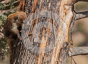 White-nosed Coatimundi in the Chiricahua Mountains Arizona