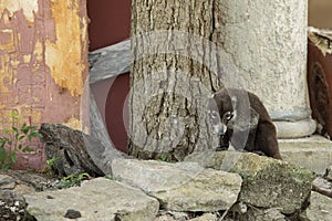 White Nosed Coatimundi (Nasua Narica) on the island of Cozumel, Mexico